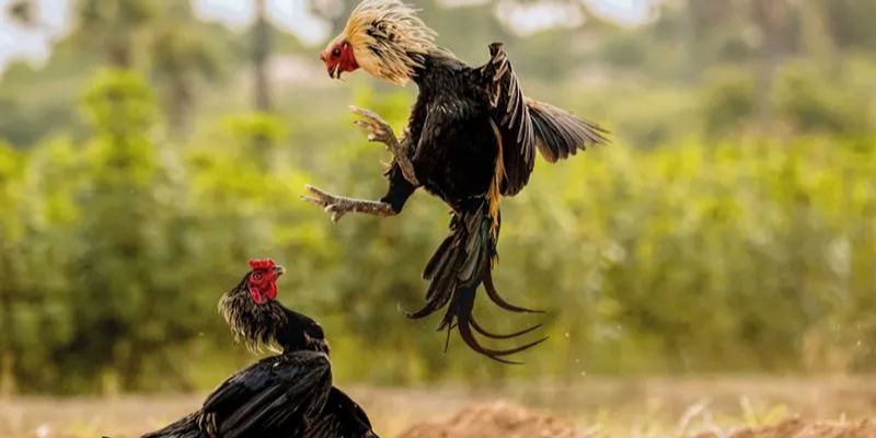 Cửa cược đá gà cựa dao cơ bản