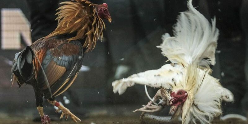 Khái quát cơ bản về đá gà cựa dao
