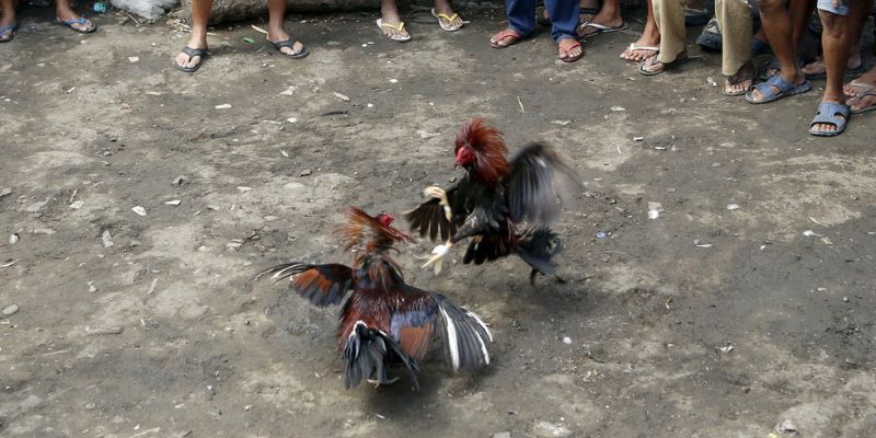 Điều khác biệt của chọi kê cựa sắt