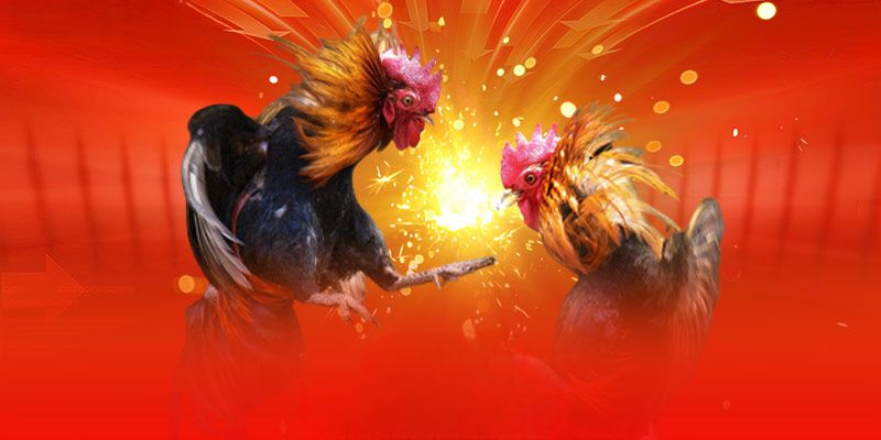 Đá gà Thomo tại BJ88 được nhiều người yêu thích