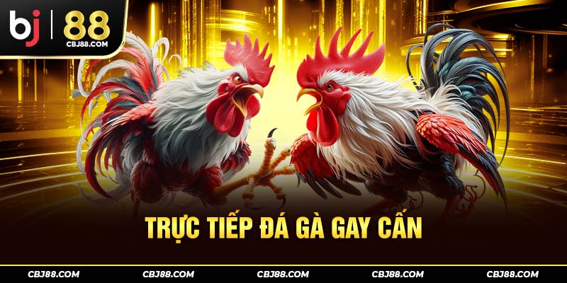 Trực tiếp đá gà gay cấn