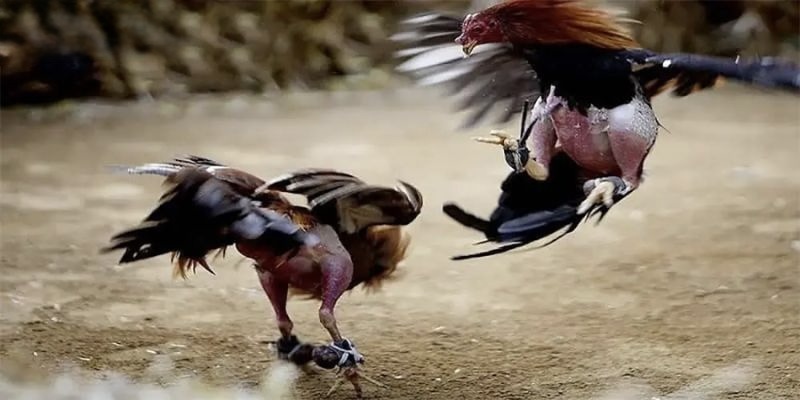 Tiêu chí đánh giá những sân chọi kê hàng đầu